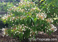 Clerodendrum minahassae, Fountain Clerodendrum, Clerodendron, Tube Flower