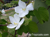 Bauhinia acuminata, Dwarf White Orchid Tree, White Bauhinia, Kaa-long, Snowy Orchid

Click to see full-size image