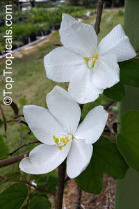 Bauhinia acuminata, Dwarf White Orchid Tree, White Bauhinia, Kaa-long, Snowy Orchid

Click to see full-size image