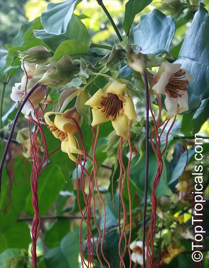 Strophanthus preussii, Medusa-Flower, Poison Arrow Vine, Spider Tresses, Poison Dart Vine