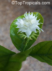 Jasminum sambac Grand Duke Supreme, Jasminum Supreme

Click to see full-size image