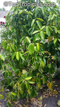 Cinnamomum kotoense, Canela, Cinnamon Plant

Click to see full-size image