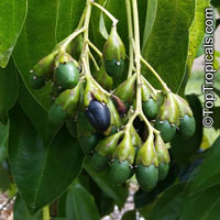 Cinnamomum kotoense, Canela, Cinnamon Plant

Click to see full-size image