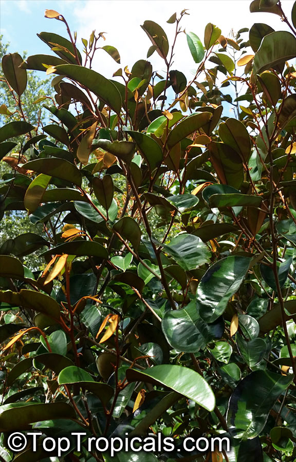 Chrysophyllum cainito, Achras caimito, Caimito, Star Apple, Satin Leaf