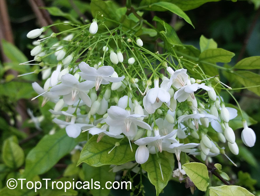 new 10 seeds Mok Flower Tree Wrightia religiosa Very fragrant rare 
