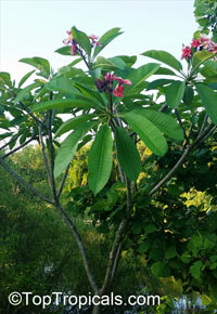 Plumeria rubra Pink, Frangipani, Temple tree, Calachuchi

Click to see full-size image