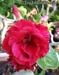 Adenium sp. black hybrids, Black Desert Rose

Click to see full-size image