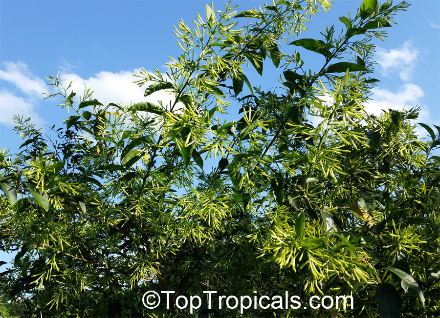 Cestrum nocturnum - Night blooming jasmine