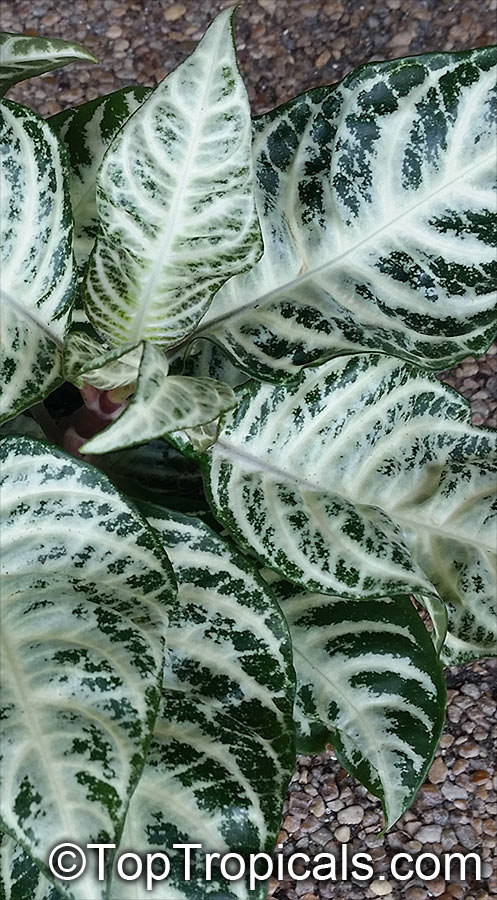 Aphelandra squarrosa, Zebra Plant. 'Snow White'
