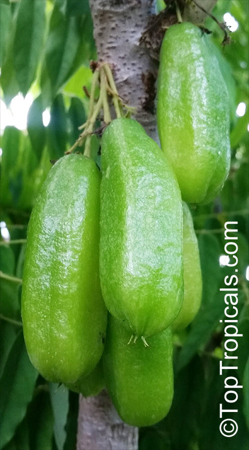 Cucumber tree (Averrhoa bilimbi)