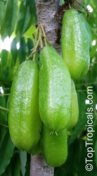 Cucumber tree (Averrhoa bilimbi)

Click to see full-size image
