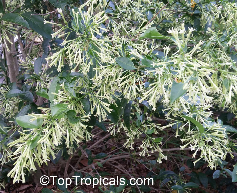 Cestrum nocturnum - Night blooming jasmine