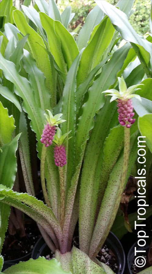 Eucomis sp., Pineapple Lily, Aloha Lily