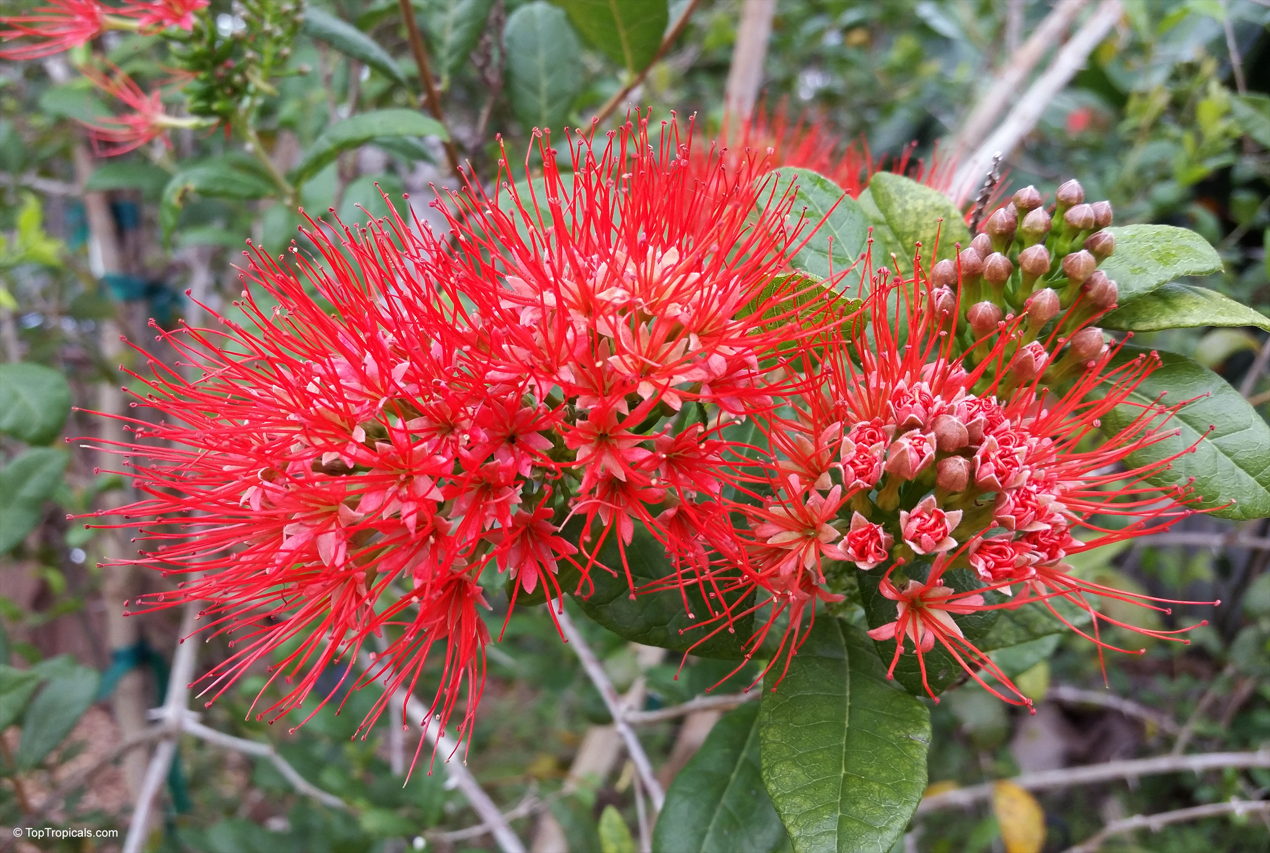 Combretum constrictum (Thailand Powderpuff) flower with vibrant red stamen filaments and thick green foliage. Combretum constrictum (Thailand Powderpuff) red flower, close up of long stamens and green leaves