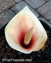 Amorphophallus bulbifer, Voodoo Lily

Click to see full-size image