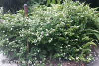 Wrightia antidysenterica, Snowflake, Milky way, Winter Cherry Tree, Arctic Snow, Pudpitchaya, Sweet Indrajao, Hyamaraca

Click to see full-size image