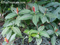 Sanchezia speciosa, Sanchezia nobilis, Sanchezia, Fire Fingers

Click to see full-size image