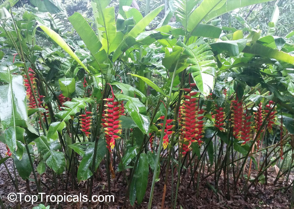 Sagittarius  Zodiac lucky plant - Heliconia rostrata (Lobster Claw)