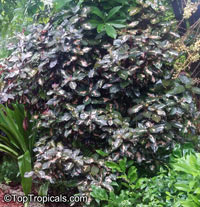 Graptophyllum pictum, Justicia picta, Graptophyllum hortense, Caricature Plant

Click to see full-size image