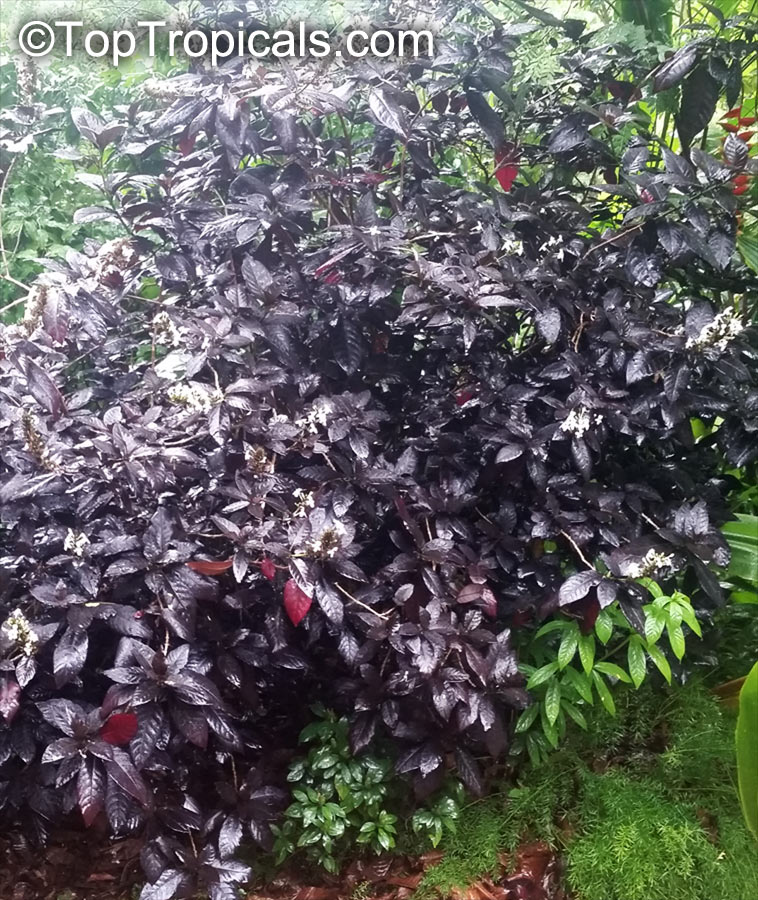 Pseuderanthemum carruthersii var. atropurpureum, Pseuderanthemum atropurpureum, Purple False Eranthemum. Pseuderanthemum 'Black Magic'