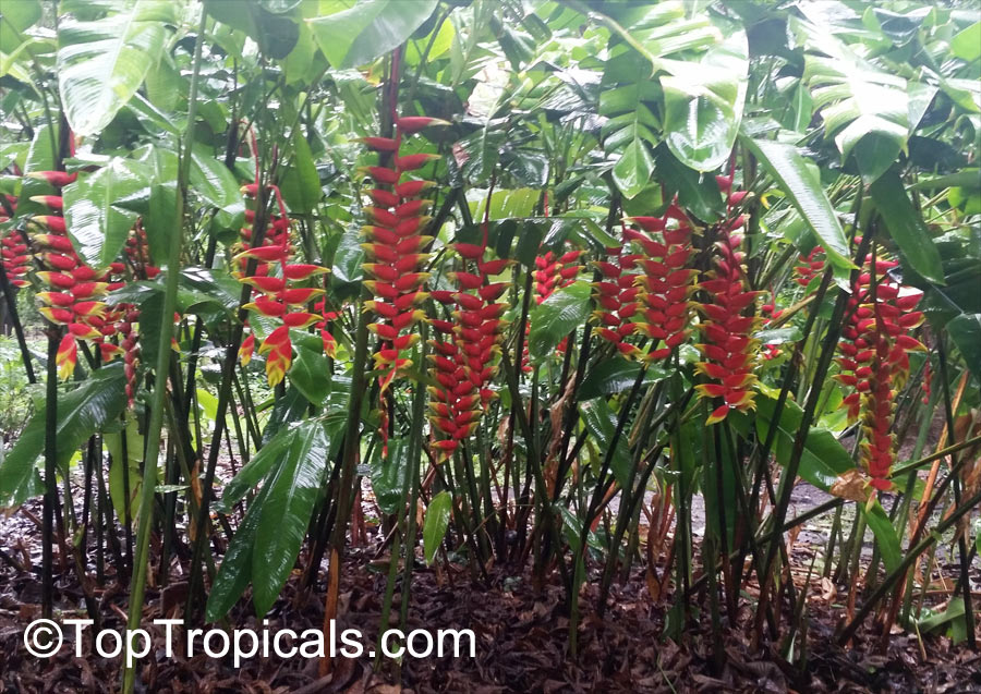 Heliconia Rostrata Bihai Rostrata Lobster Claw Parrot S Beak Toptropicals Com