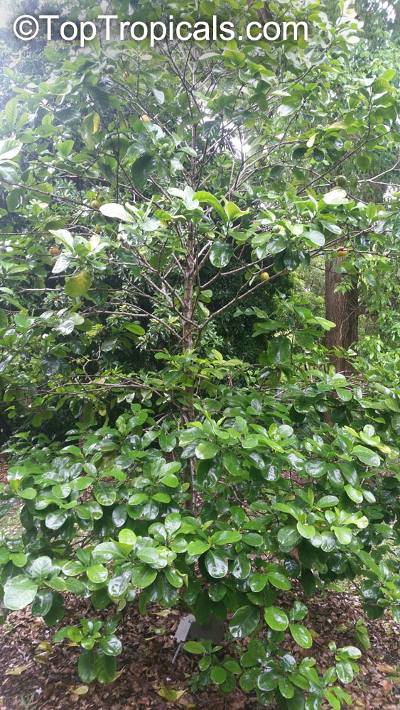 Atractocarpus fitzalanii, Randia fitzalanii, Gardenia fitzalanii, Native Gardenia, Yellow Mangosteen