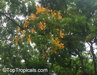Delonix regia var. Golden, Flame tree, Flamboyant, Royal poinciana, Gul Mohr, Peacock Flower

Click to see full-size image