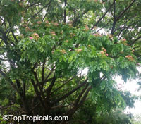 Samanea saman, Albizia saman, Pithecellobium saman , Rain Tree, Monkeypod, Cenizaro, Cow Tamarind

Click to see full-size image