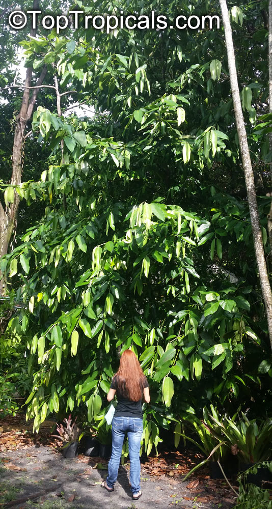 Garcinia xanthochymus, Garcinia tinctoria, Himalayan Garcinia, False mangosteen, Gamboge
