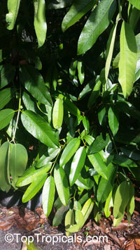 Garcinia xanthochymus, Garcinia tinctoria, Himalayan Garcinia, False mangosteen, Gamboge

Click to see full-size image