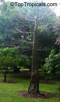 Adansonia za, Baobab

Click to see full-size image