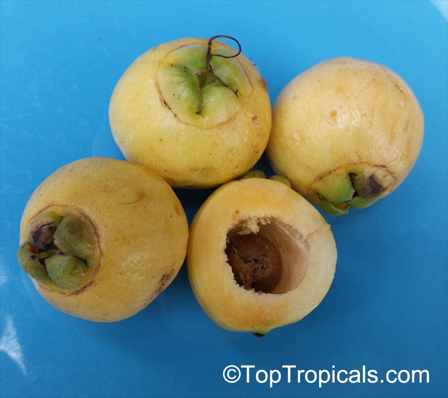 Syzygium jambos, Eugenia jambos, Jambosa jambos, Rose apple, Malabar Plum, Pomme rosa