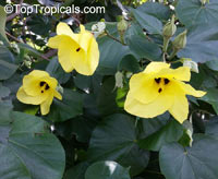 Hibiscus tiliaceus, Talipariti tiliaceum, Mahoe