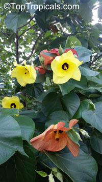 Hibiscus tiliaceus, Talipariti tiliaceum, Mahoe