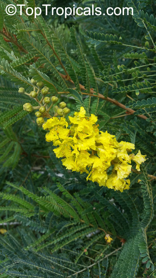 Peltophorum sp., Yellow Flame Tree