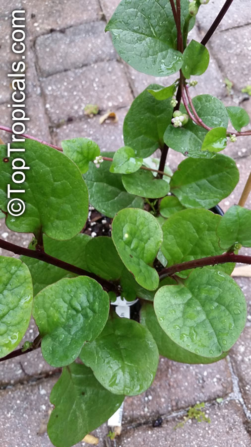 Basella alba, Ceylon Spinach, Malabar Spinach. Basella alba var. rubra