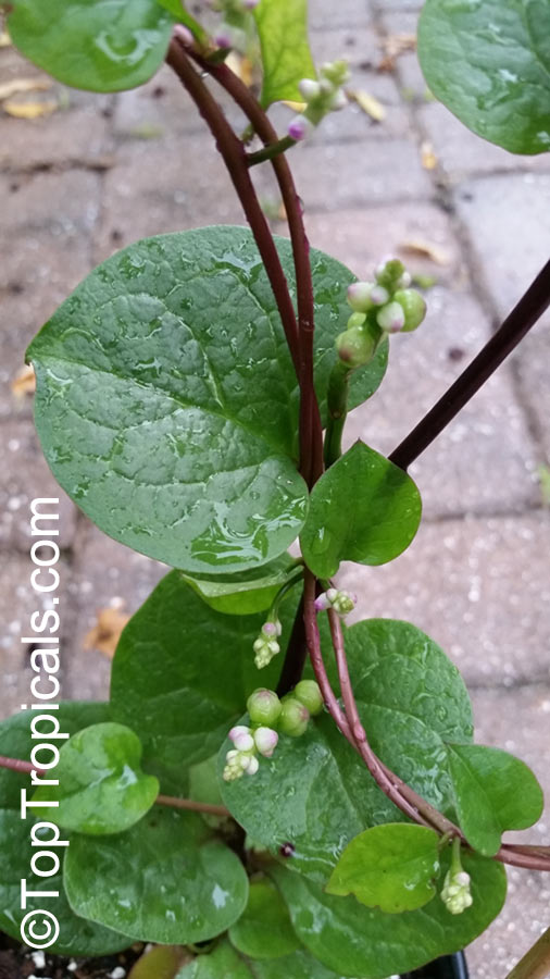 Basella alba, Ceylon Spinach, Malabar Spinach. Basella alba var. rubra