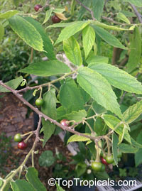 Muntingia calabura, Strawberry tree, Jam tree, Jamaican / Singapore / Panama cherry, Cotton Candy Berry, Calabura, Manzanil

Click to see full-size image