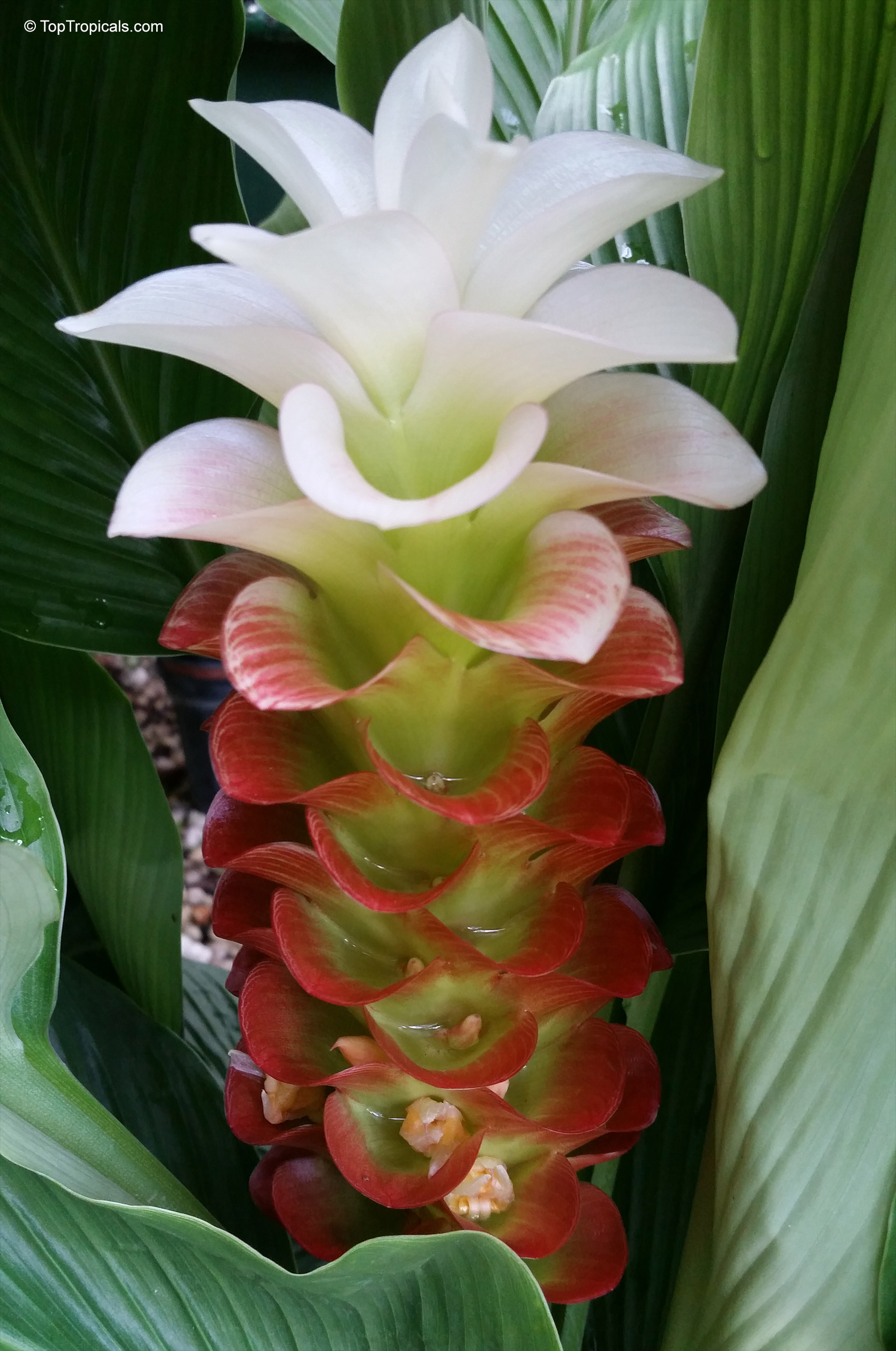 Curcuma sp. (Curcuma Katie) flower with white petals and red bracts nestled between green foliage. Curcuma sp. (Curcuma Katie) white red flower close up with green leaves
