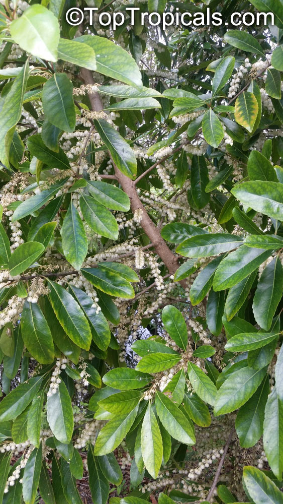 Elaeocarpus serratus, Ceylon Olive