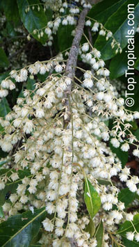Elaeocarpus serratus, Ceylon Olive

Click to see full-size image