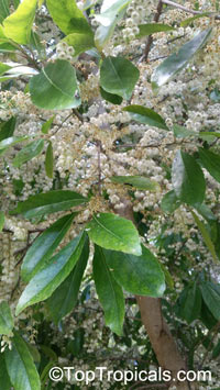 Elaeocarpus serratus, Ceylon Olive

Click to see full-size image