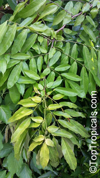 Brownea ariza, Hermesias ariza , Scarlet Flame Bean

Click to see full-size image