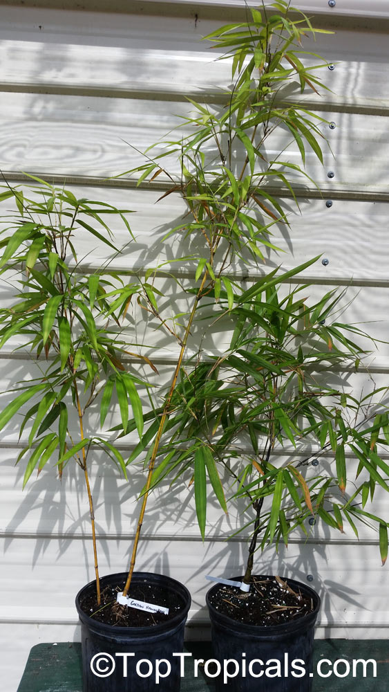 Bambusa sp., Common bamboo. Bambusa vulgaris f. vittata 'Golden Hawaiian'
