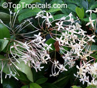 Ixora odorata, Fragrant ixora