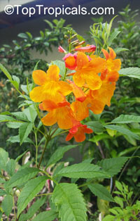 Tecoma alata, Tecoma guarume, Orange Trumpet Flower, Cahuato, Orange Bells, Yellow Bells

Click to see full-size image