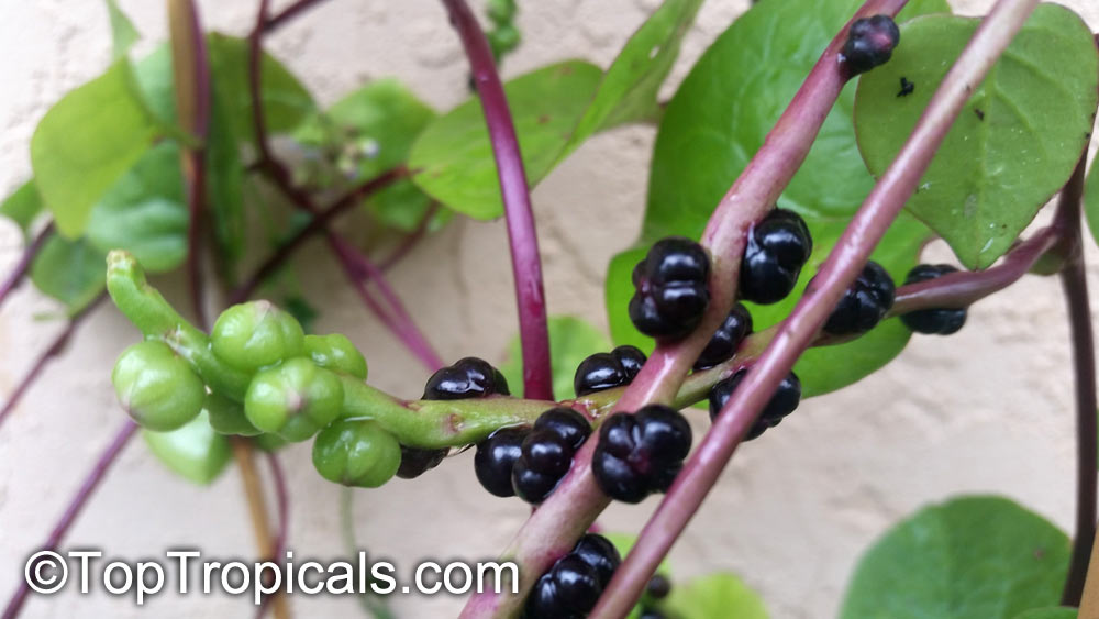 Basella alba, Ceylon Spinach, Malabar Spinach