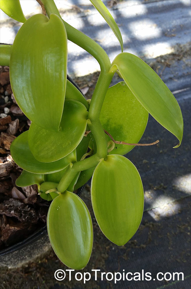 Vanilla sp., Vanilla Orchid