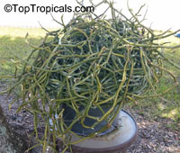 Vanilla dilloniana, Leafless Vanilla Orchid, Dillons Vanilla