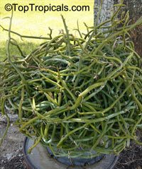 Vanilla dilloniana, Leafless Vanilla Orchid, Dillons Vanilla